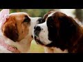 Beethoven The Day I Fall In Love