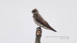 20250519 Northern Rough winged Swallow 4