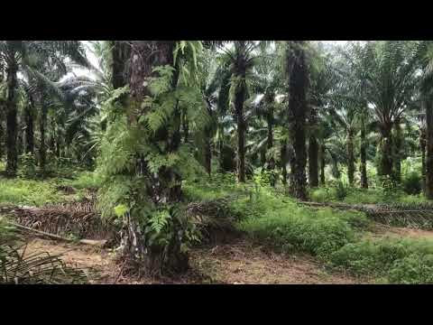 Ten Rai + Land Plot with Palm Plantation and Near Phang Nga Town