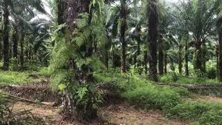 Ten Rai + Land Plot with Palm Plantation and Near Phang Nga Town