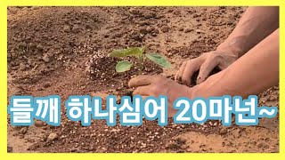 들깨 하나심어 20마넌~들깨,가지 1나만 심으세요 1년 실컷 먹고도 남습니다
