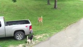 Deer vs Dog