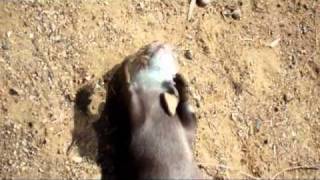 Уличная магия от выдры