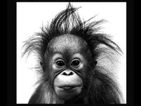 Cose Dj - La Scimmia Sale