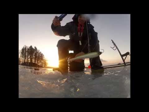 Ahventa etsimässä.