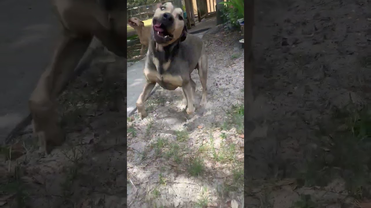 Enlarge Petrie, a Adoptable Mixed Breed in Fulton, TX video 6/6
