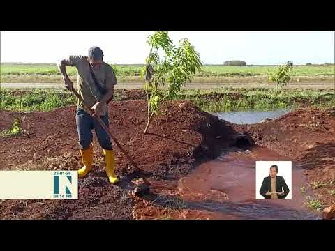 Polo agrícola ¨La Cuba¨ proyecta incrementar producciones