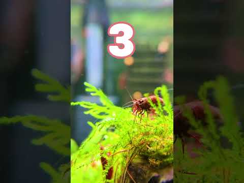 3 ESSENTIAL Tips For Keeping Neocaridina Shrimp