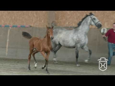 A468 Stutfohlen von Van Gogh - Corrado - Quidam de Revel