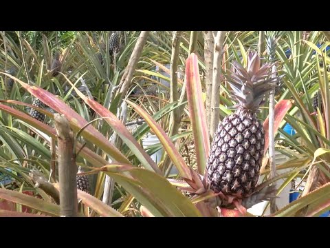 Farmer working to grow interest in pineapple farming