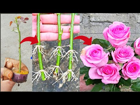 , title : 'Unique & Best Skill How To Propagate Rose🌹Cutting With Brinjal 🍆|Growing Rose Branches| 100% Success'