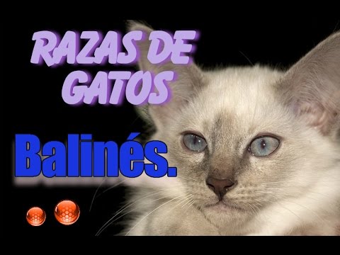 Raza de Gato Balinés
