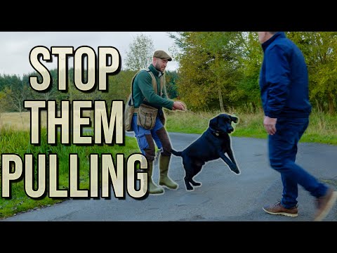 How To STOP Your Dog PULLING On A Lead