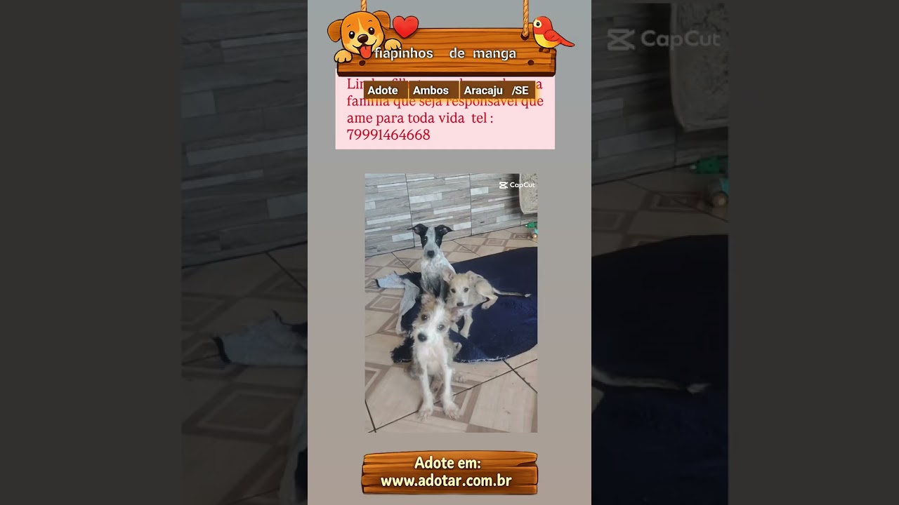 Cachorro raça SRD-ViraLata idade 2 a 6 meses nome fiapinhos de manga