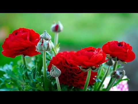 Some of the Most Beautiful Nature Scenery with Simple Piano Music