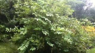 Rain forest (actually, my backyard!)