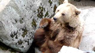 preview picture of video 'Bears being fed at Ranua'