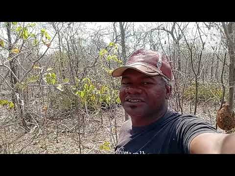 Mostrando como tá o clima no cariri paraibano Sumé PB 28/09/2025