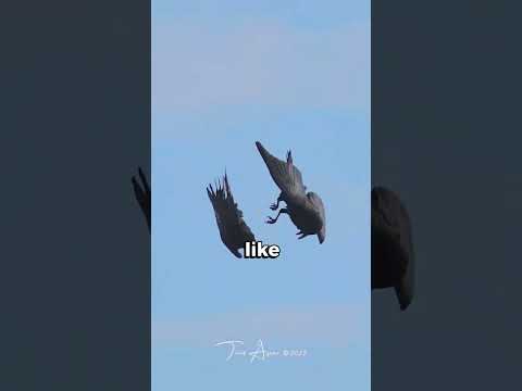 Crows VS Ravens | They are NOT The Same Bird 🐦🐦‍⬛