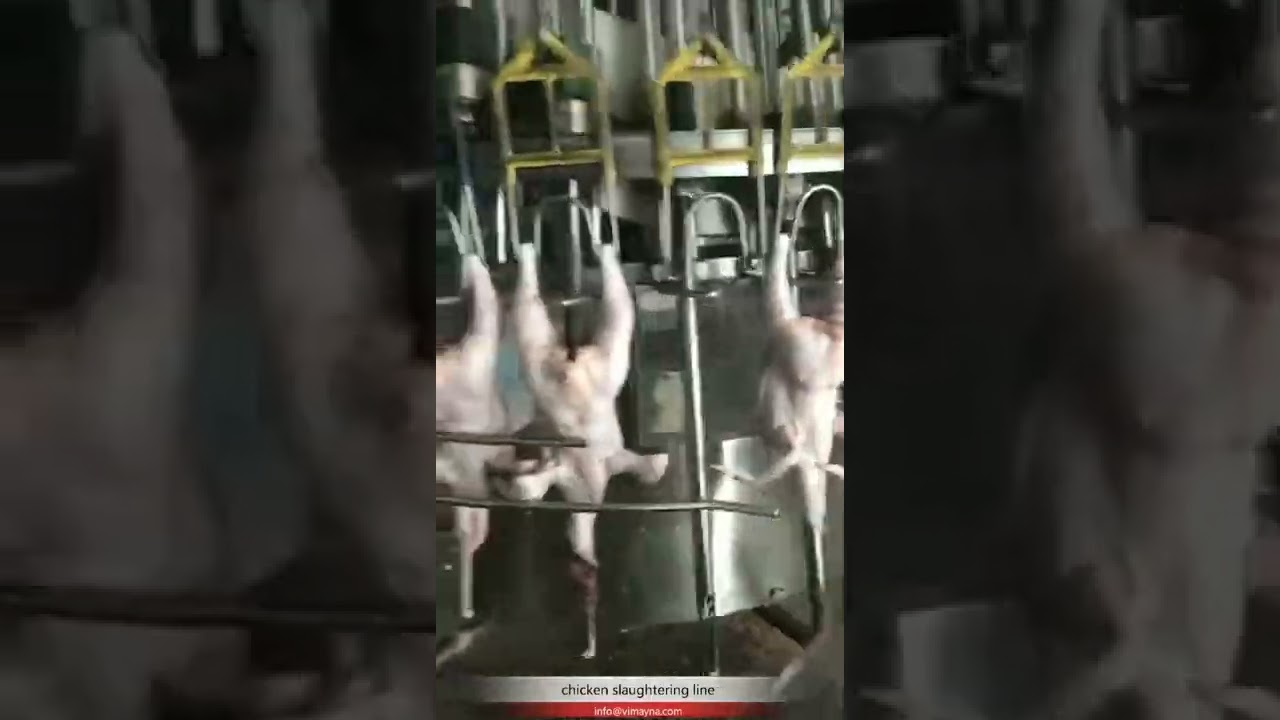 modern automatic chicken slaughtering processing line 5000BPH  to 10000BPH