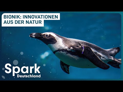 Wie die Biologie die Technologie inspiriert | Bauplan Natur