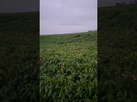 🇧🇷 chuvarada em Palotina Paraná