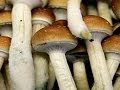 Psychedelic Science: Magic Mushrooms Psychedelic Science: Magic Mushrooms