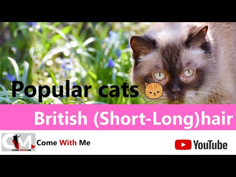 Everything You Need To Know About British Short Hair & Long Hair - Popular cats😸