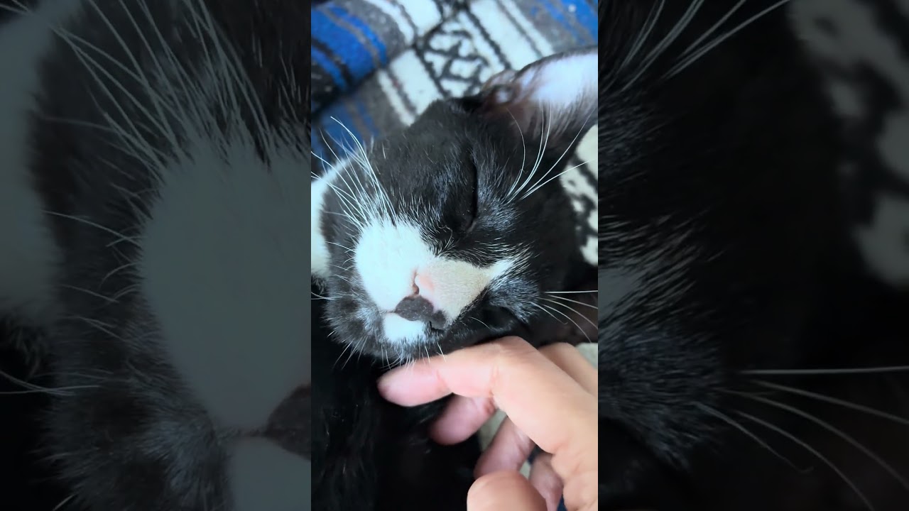 Enlarge Nemo, a Adoptable Domestic Short Hair in Brooklyn, NY video 6/6