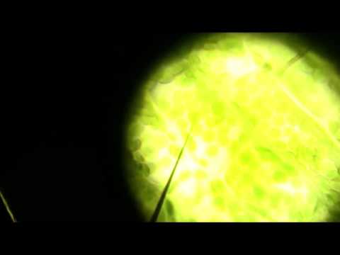 Oruk y Sylek - Vivir disfrutando