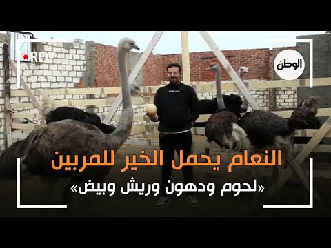 لحوم ودهون وريش وبيض.. النعام يحمل الخير للمربين