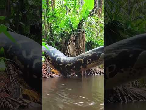 giant snake coming out of its den to hunt #snake #anaconda #snakevideo #amazonia