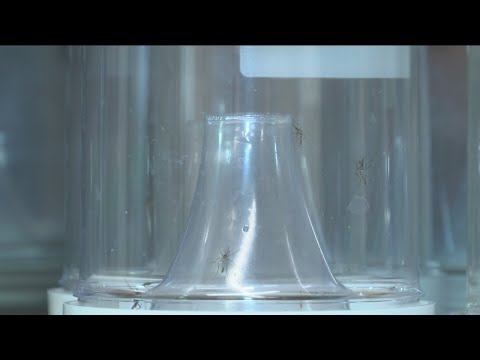 Study: Low Chances for Zika in Missouri