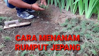 Download lagu How to Plant Japanese Grass | short mp3