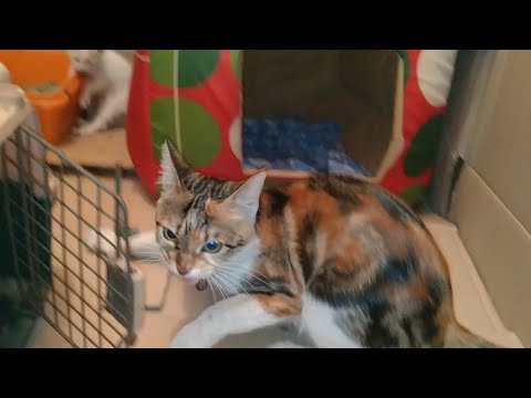 Confused Mother Cat Attacking On Her Own Kitten And Hissing At Human