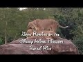 RARE Footage Lions Roaring At Disney Animal Kingdom Safari Ride Must See
