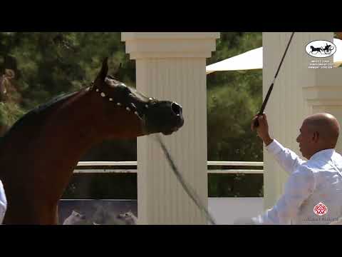 N 64 RAJAB NK   Middle East Championship 2022   Stallions 4 6 Years Old Class 10A