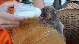 Look delicious when drink milk | BOBO Official