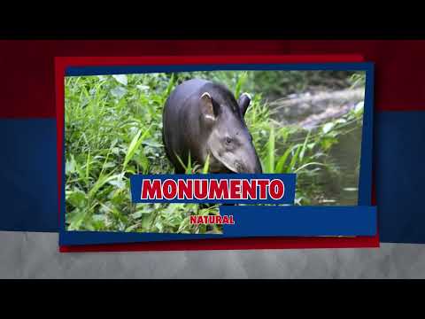 La fauna en Misiones