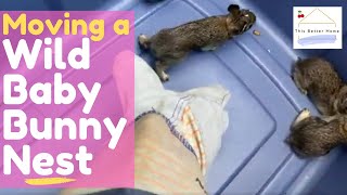 🍒 How I Safely Moved a **Wild Baby Bunny Nest in my Backyard**➔ Tips + Watch the Mistakes I Made!