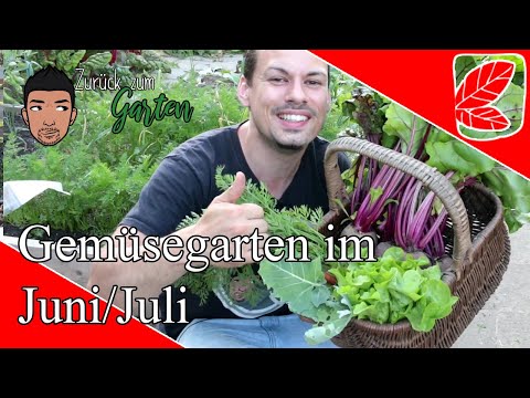 Garten im Juni/Juli  Gartentipps und Ernten im Gemüsegarten