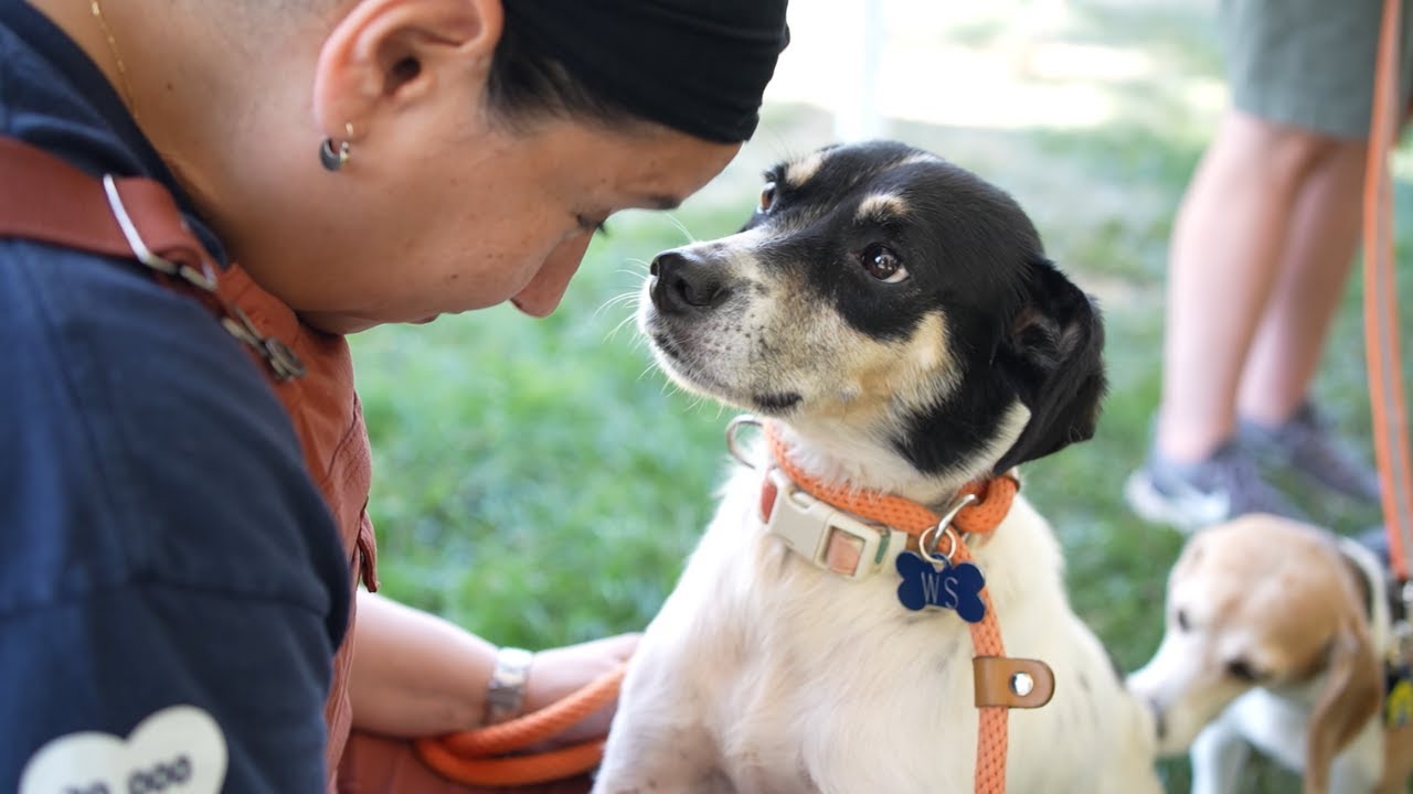 Humane Rescue Alliance video