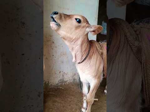 Cow baby Voice 😘😘funny Sound/#shorts #cowbaby #funnyshorts #cute #baby  #viral