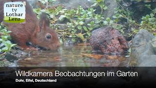 Wildkamera-Beobachtungen im garten. dohr, Eifel, Deutschland