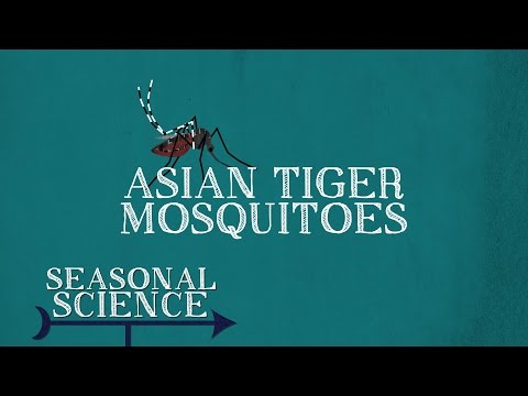 Asian Tiger Mosquitoes | Seasonal Science | UNC-TV