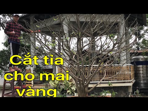 Cách cắt tỉa mai vàng #Bonsai7nghĩa #Yeubonsai #