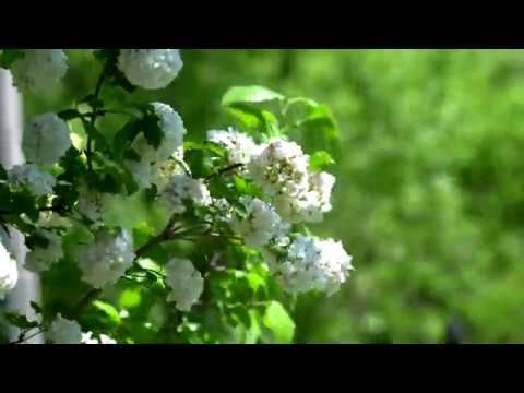 VALIOARA 2020  -DRONA