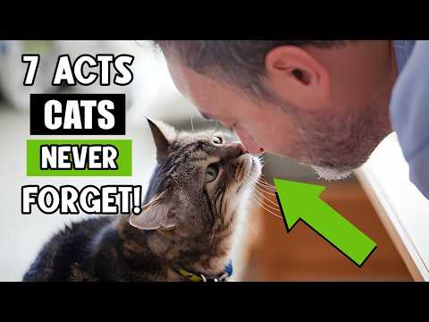 The 7 Acts of love your cat Hopes From You Throughout Their Entire Life