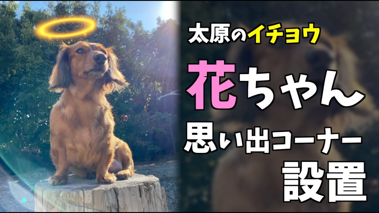 【花子の思い出コーナー設置💐🐶】#自粛犬 #太原のイチョウ穴場スポット