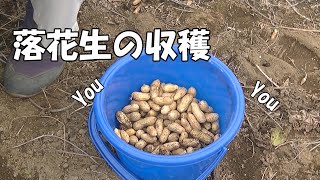 落花生の収穫